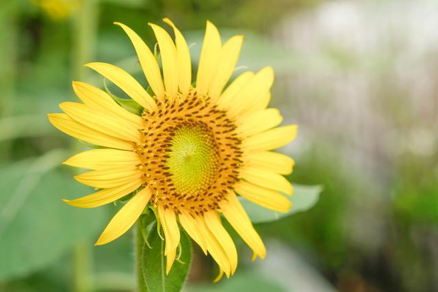 以花为主题的手机游戏名字-花语幻想:在游戏中体验花卉世界的宁静与美好(图2) 主题名字怎么取_主题昵称_以花为主题的手机游戏名字