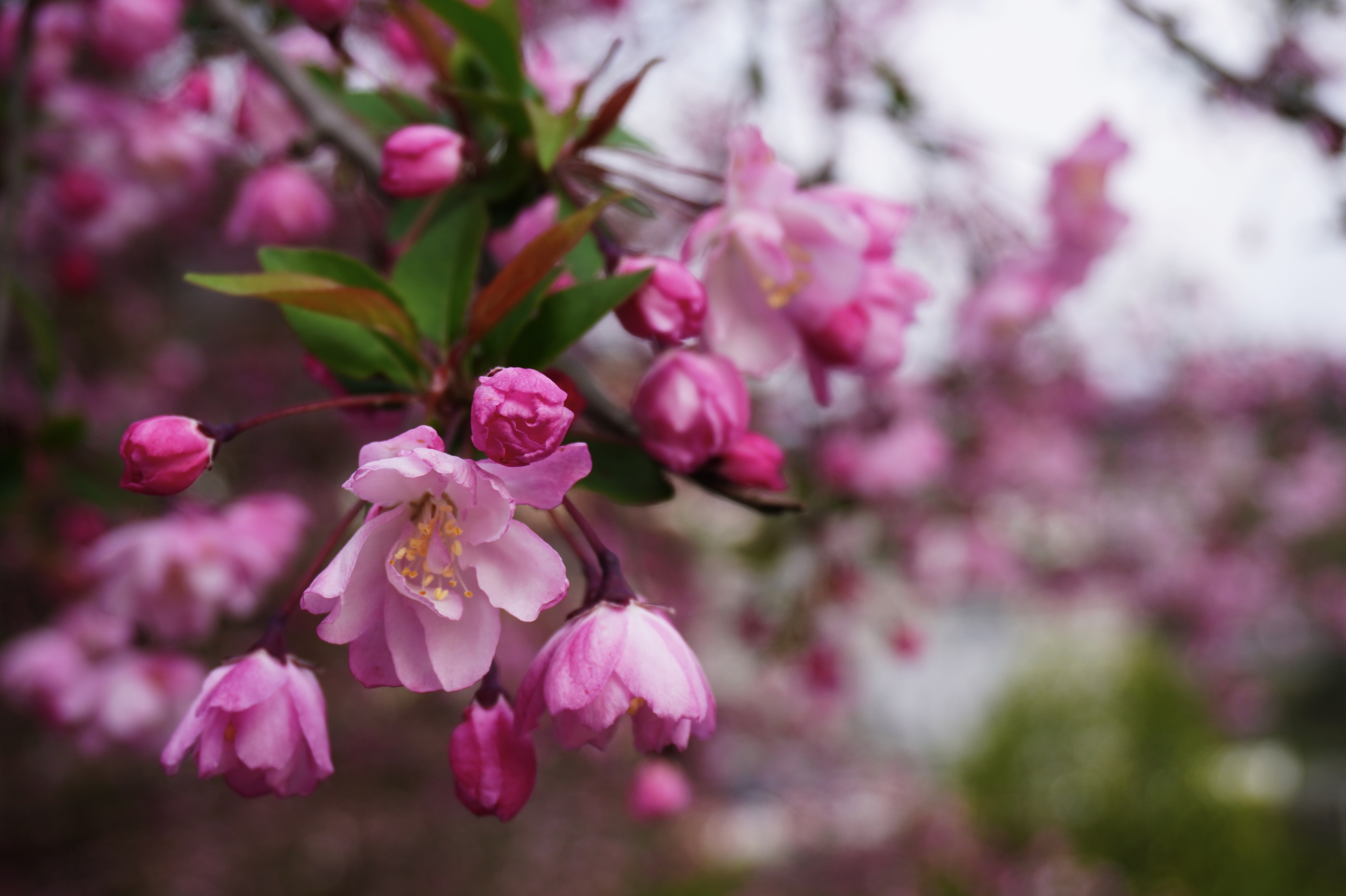 荒井智_荒井智_荒井智