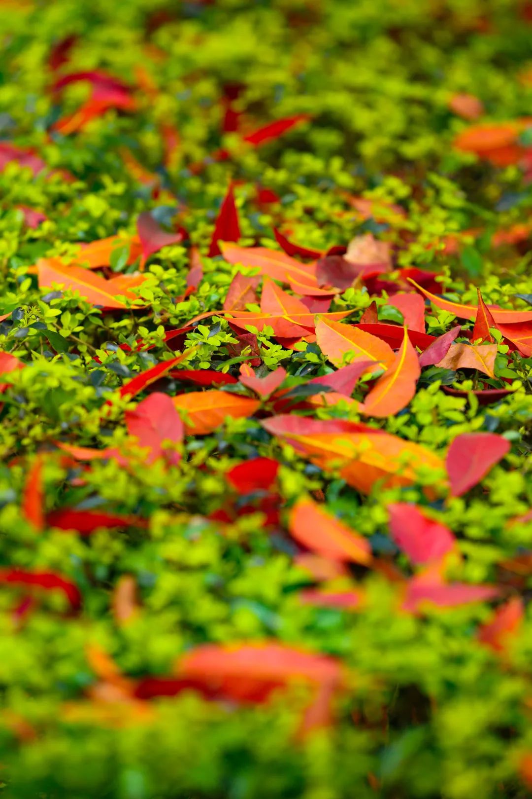 仲春时节古诗词_什么叫仲春时节_仲春时节