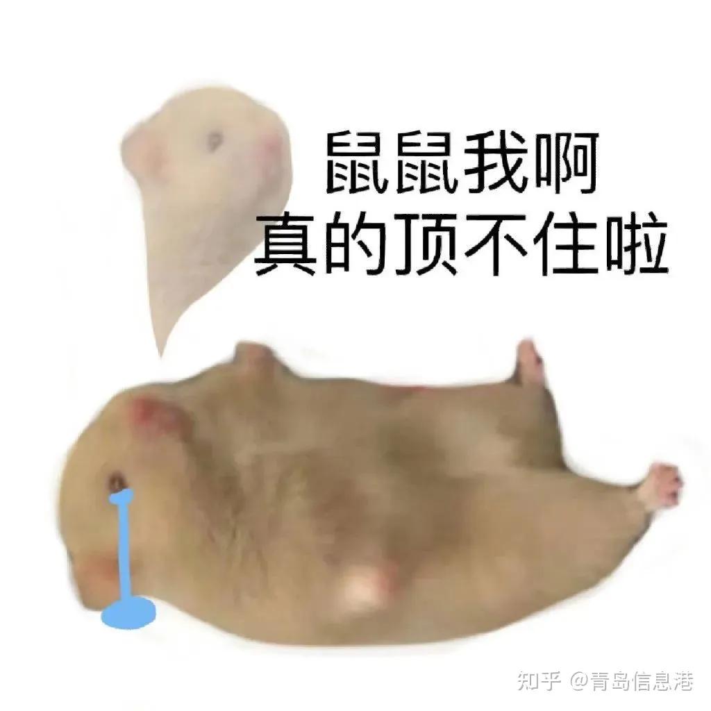 弥彦介绍_弥彦是哪个家族的_产绢彦弥