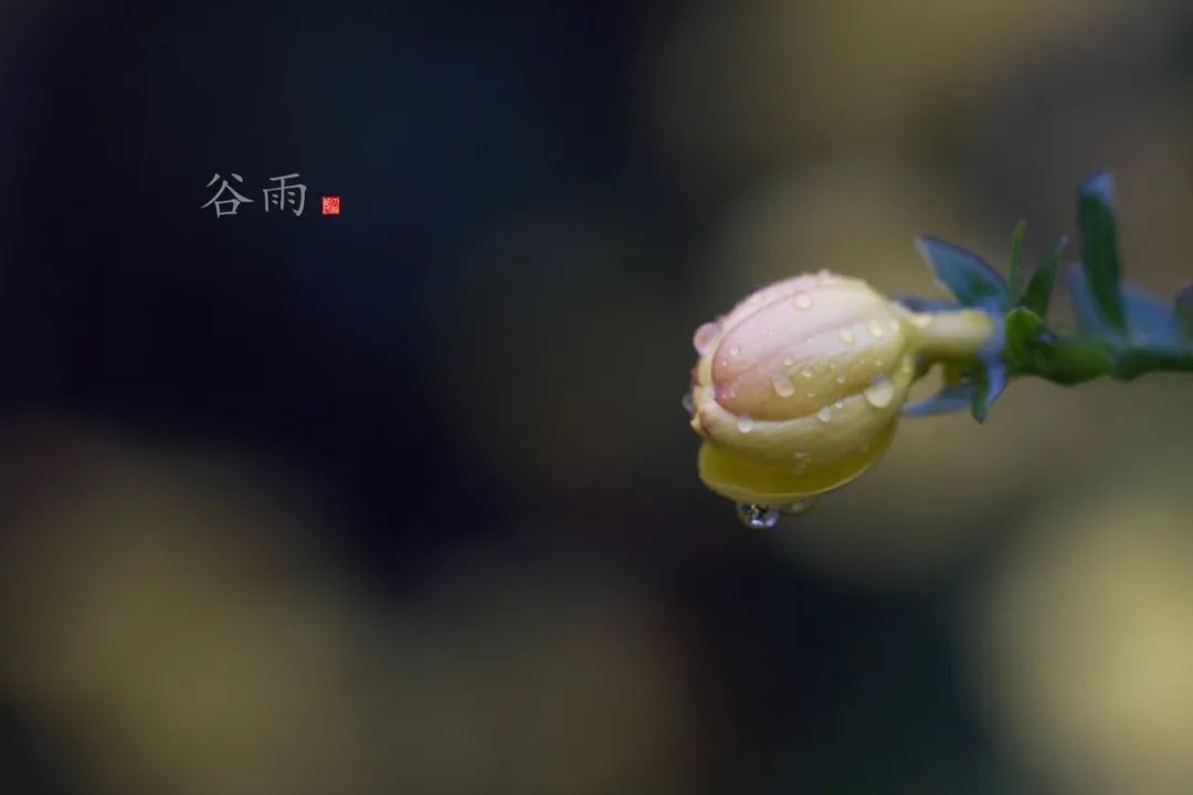 谷雨的传说简写_谷雨的传说_谷雨的民间传说