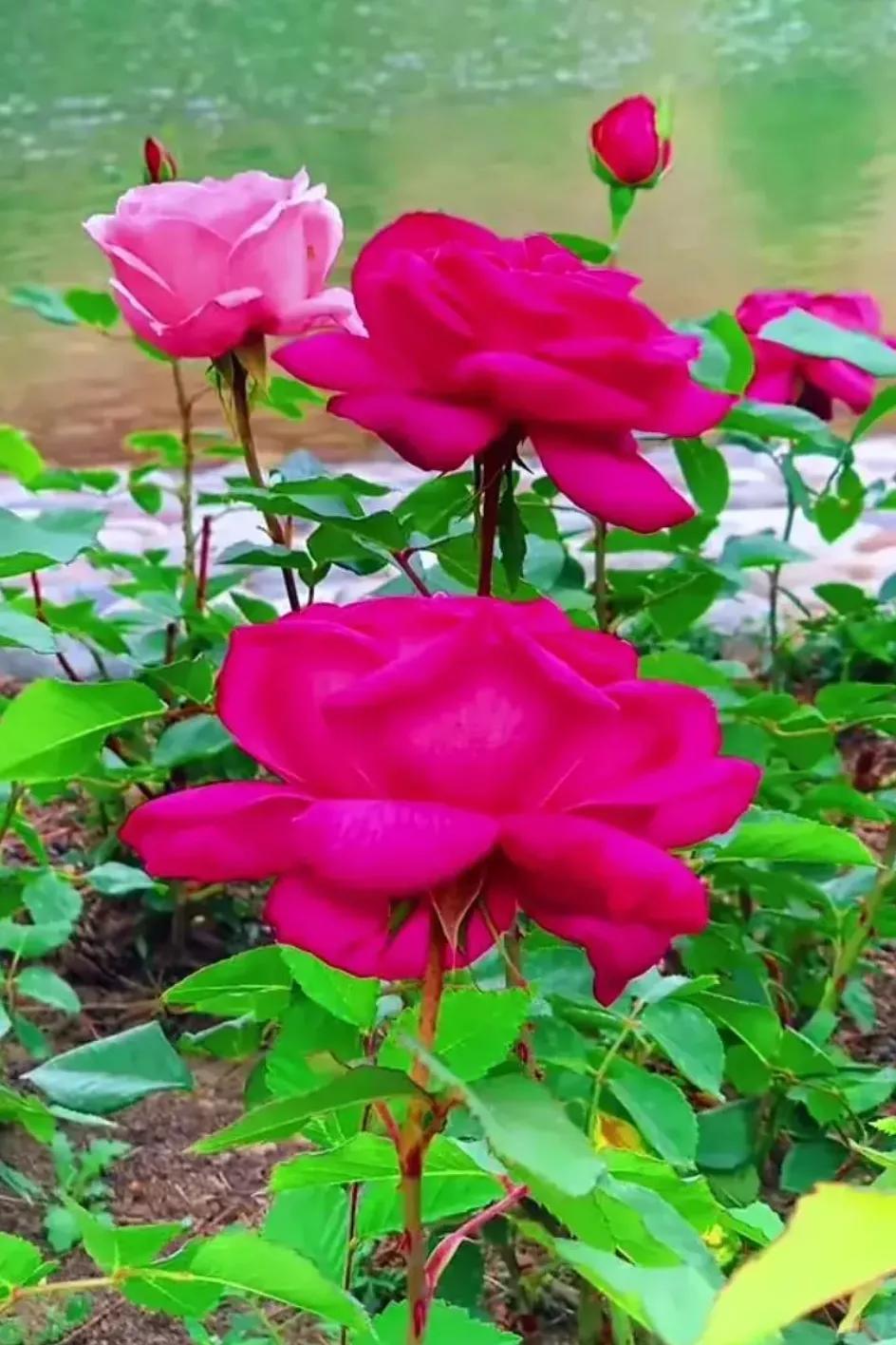 致亲爱的孤独者电影完整版在线观看-致亲爱的孤独者:一部触动心灵的电影,带你探索成长与孤独(图3) 致亲爱的孤独者电影完整版在线观看_致孤独者歌词_《孤独者》