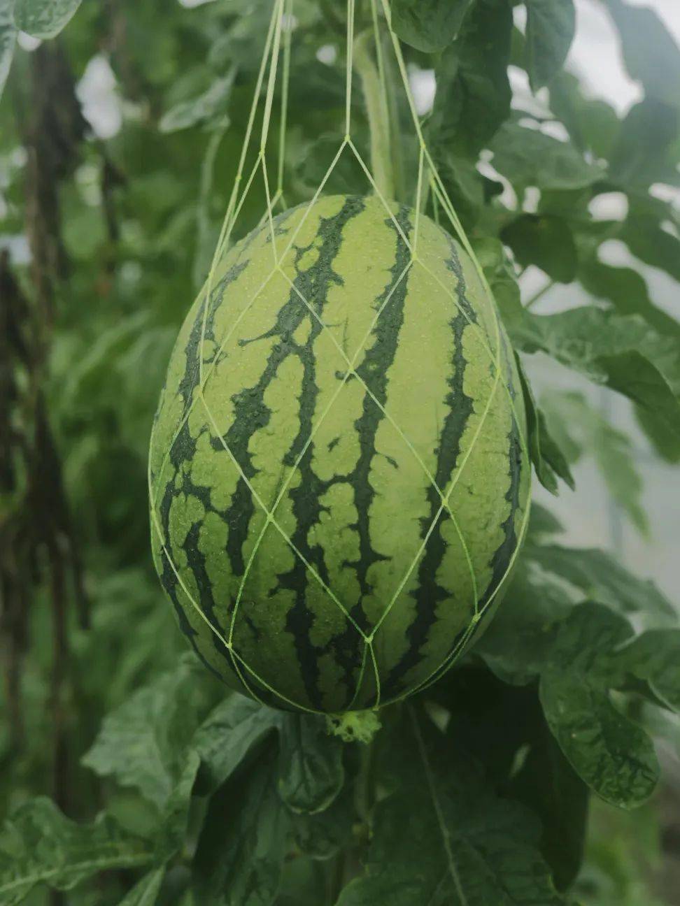 下载美少女游戏手机版-美少女游戏手机版:宅男宅女的梦想天堂,甜蜜 SPA 等你来(图2) 美柚手机版下载安装到手机_下载美少女游戏手机版_波动少女3手机版下载地址