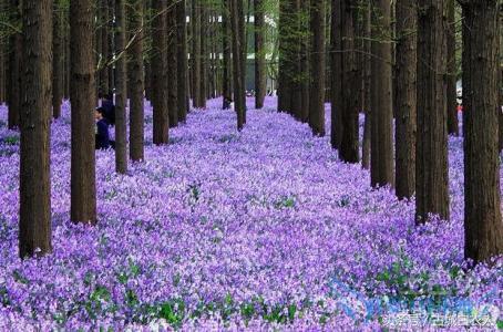 观音坂独步-观音坂:在繁忙都市中寻找心灵宁静的神秘之地(图1) 观音坂独步萌娘百科_观音坂独步为什么人气高_观音坂独步