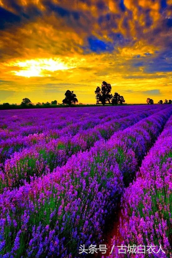 观音坂独步-观音坂:在繁忙都市中寻找心灵宁静的神秘之地(图3) 观音坂独步_观音坂独步萌娘百科_观音坂独步为什么人气高