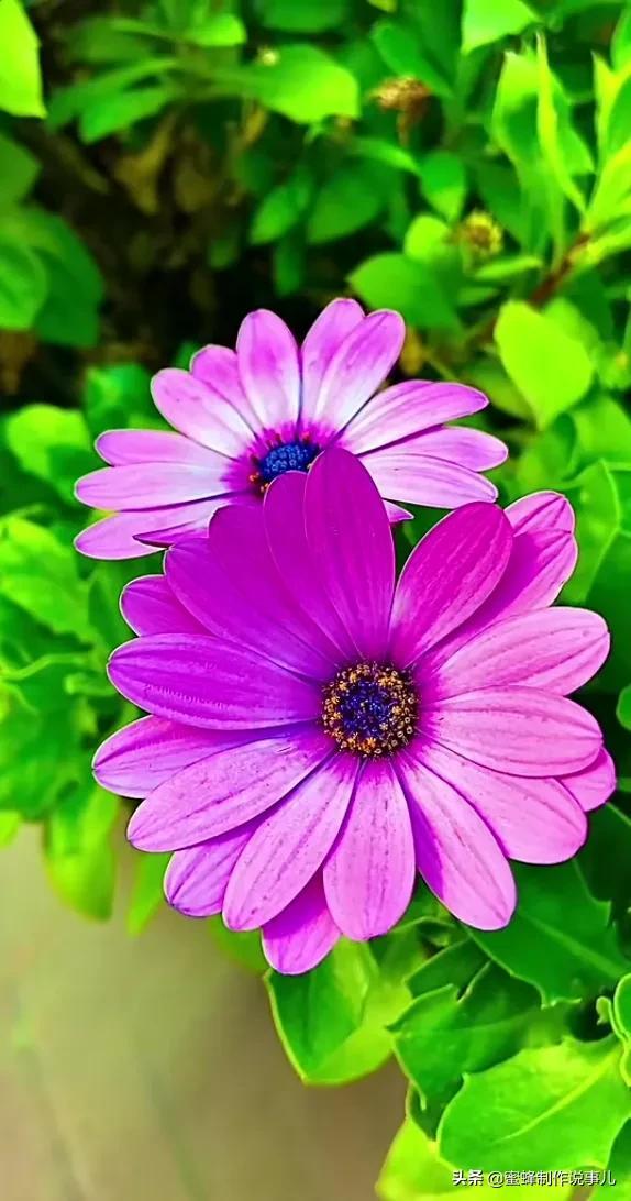 比较优雅的游戏名称_优雅手机游戏_优雅手机游戏怎么玩