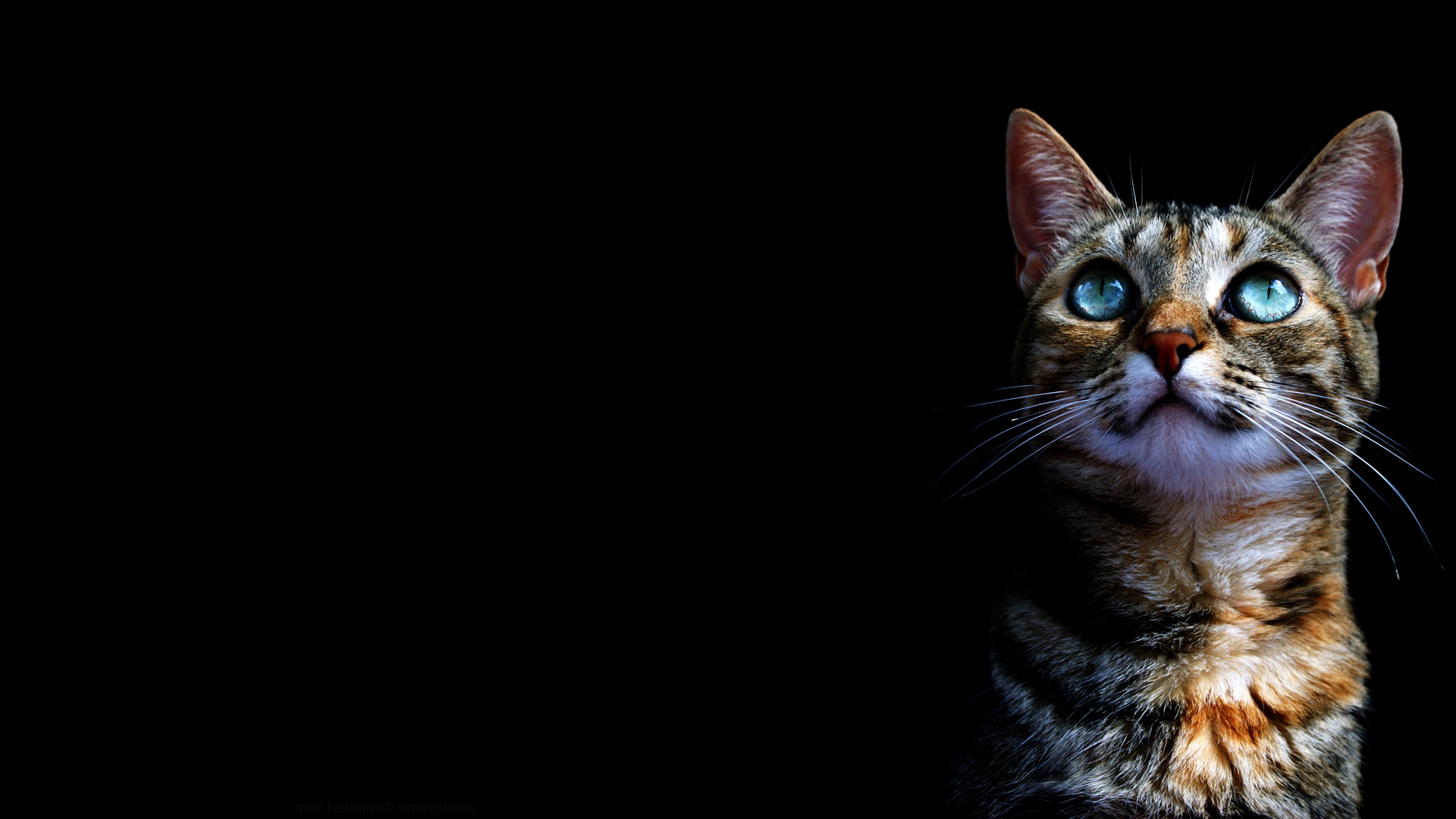 游戏小猫玩手机教案_小猫玩的手机游戏游戏_小猫玩儿的手机游戏