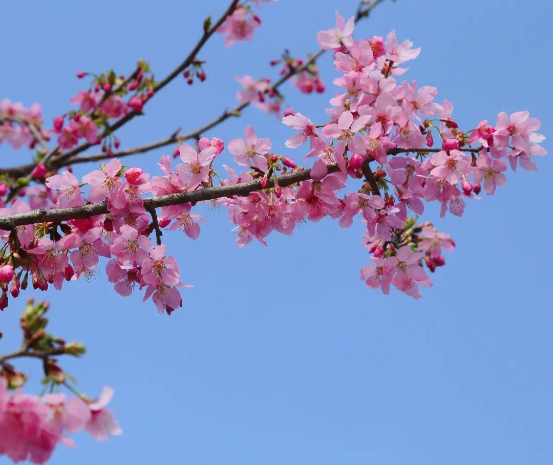 樱之猫姬_樱之猫姬_樱之猫姬