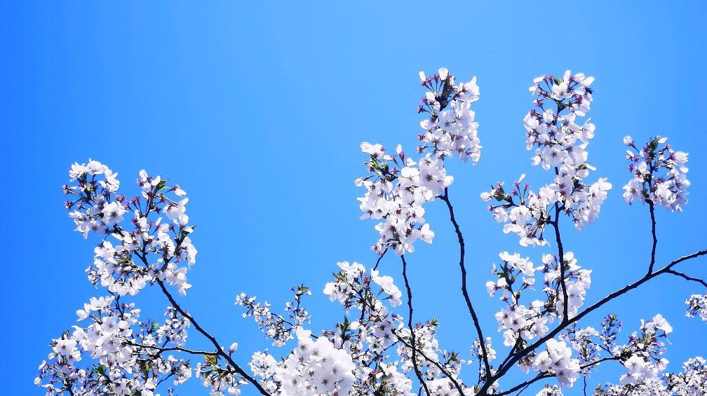 樱之猫姬_樱之猫姬_樱之猫姬