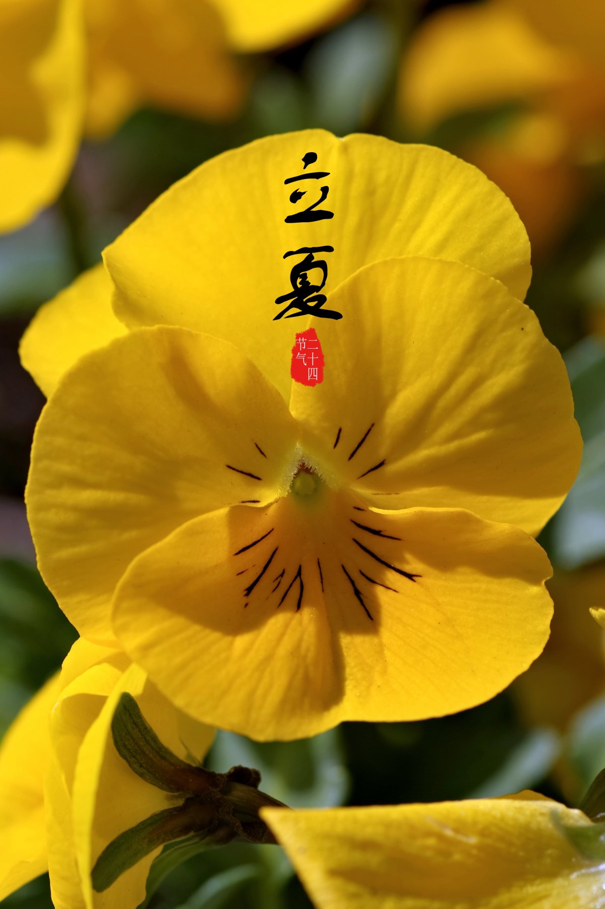 立夏故事_立夏故事_立夏故事