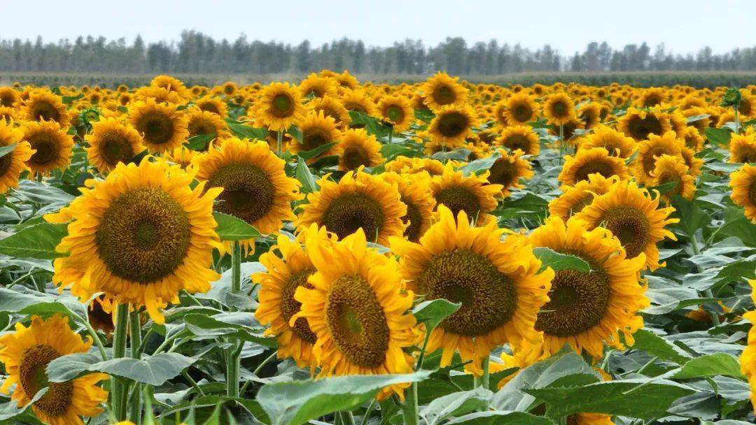 神圣分离者:切割情感,拥抱自由的守护者(图4) 神圣分离者是狗头的武器吗_神圣分离者属性_神圣分离者