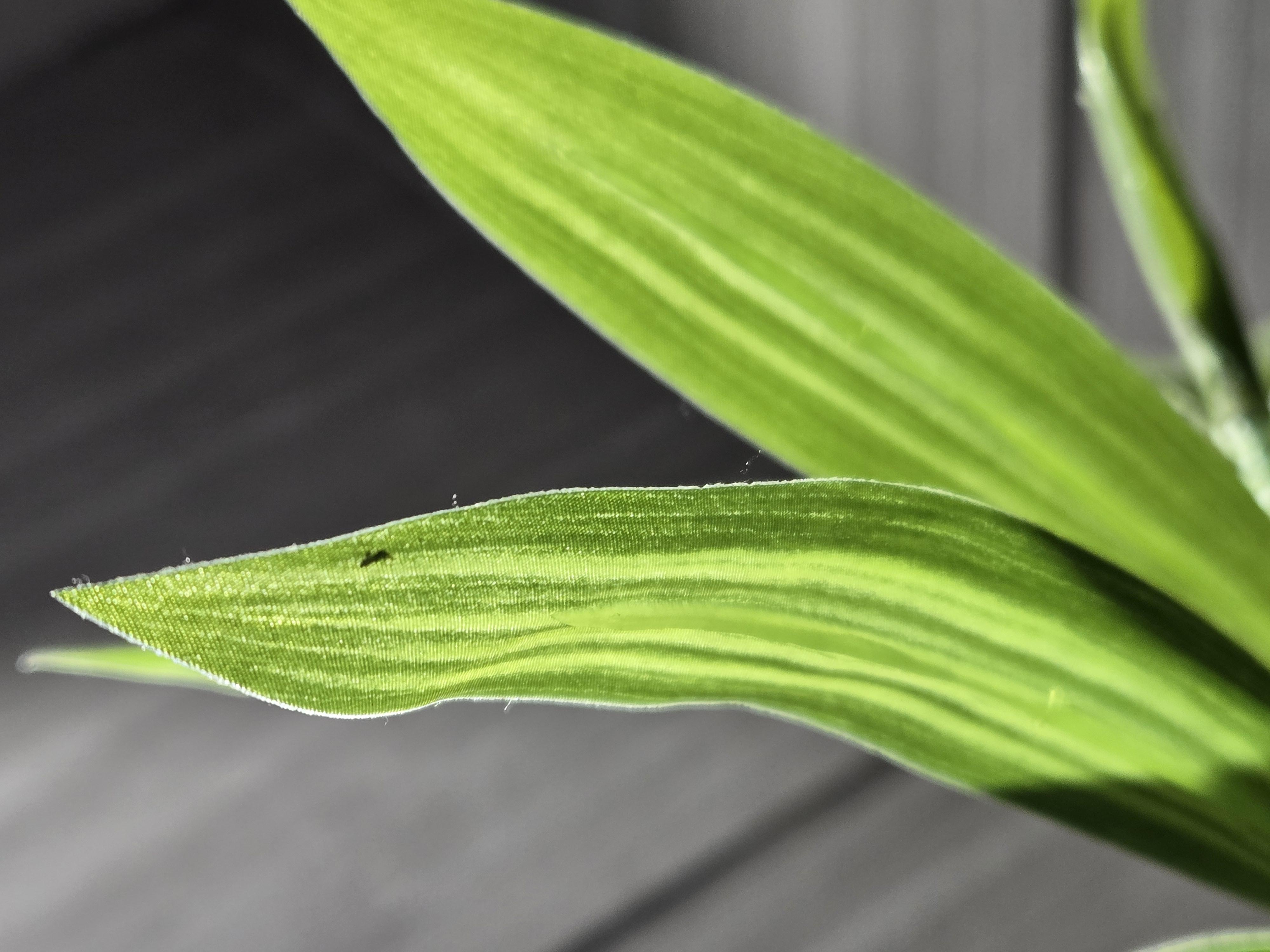 apple账号注册_账号注册登录立即注册_账号注册app