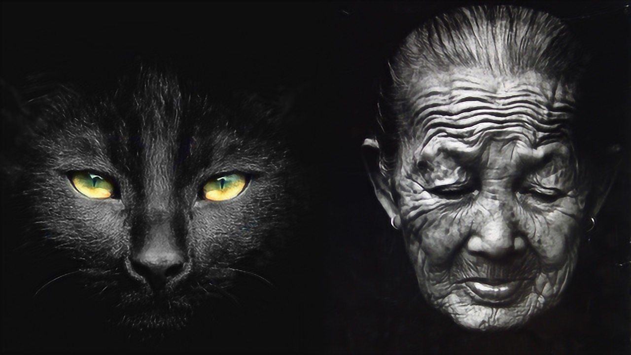 樱之猫姬_樱之猫姬_樱之猫姬