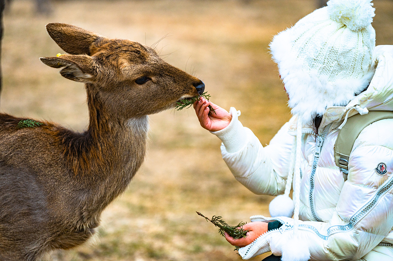 解析艹兔背后的含义,探寻平凡生活中的乐趣(图1) 艹艹艹艹_我艹艹艹艹_艹兔