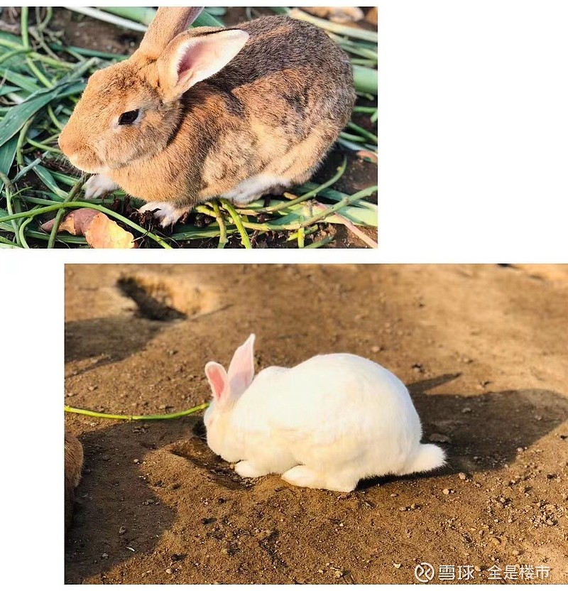 解析艹兔背后的含义,探寻平凡生活中的乐趣(图3) 我艹艹艹艹_艹兔_艹艹艹艹