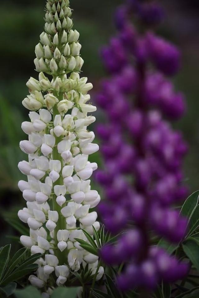 官网下载的win10怎么激活_skrapp下载官网_官网下载app豌豆荚