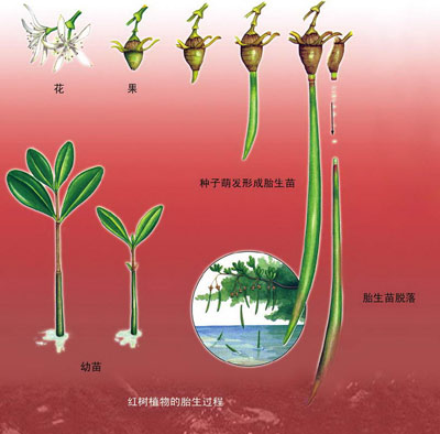 十进制转16进制-十进制转十六进制:数字世界的复杂与炫酷(图3) 进制转换器_十进制转16进制_进制转换计算器