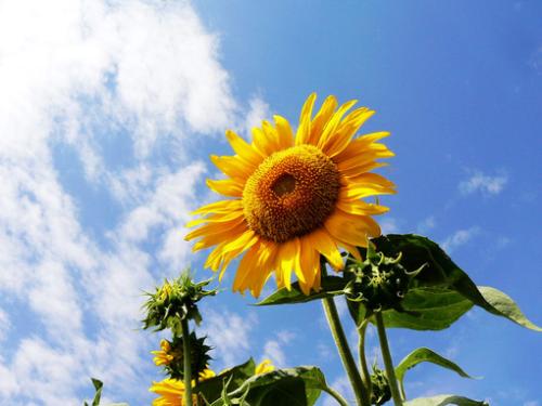 妮基_妮基米娜_妮基贝拉