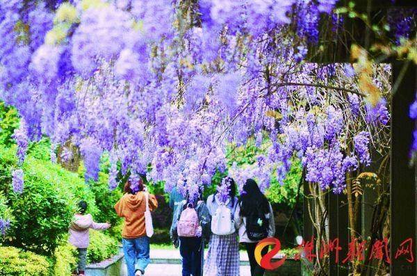 2023清明_清明2023年是几月几日的_清明2023年放假