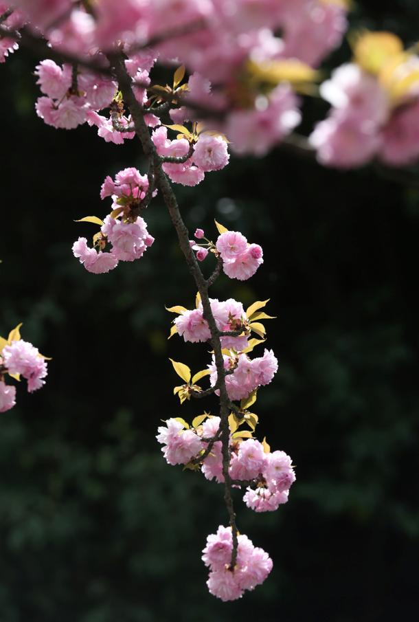 樱花游戏app_樱花游戏下载手机_樱花樱花游戏