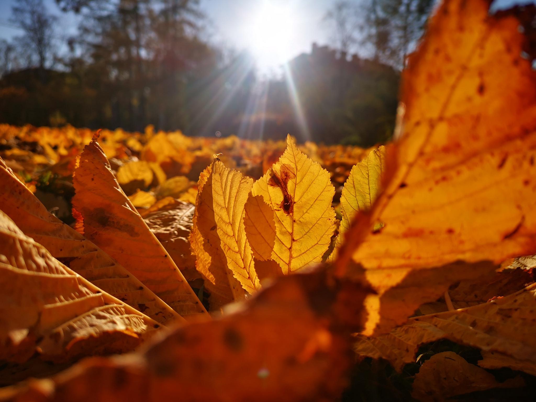 走进昆西:感受充满魔力的土地与宁静美好的生活(图5) 昆西杜比_昆西_昆西-杜比