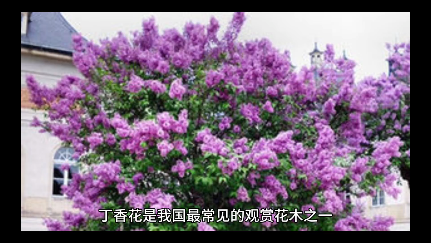 阿克曼:充满神秘感的名字背后隐藏着怎样的故事?(图3) 三笠阿克曼英文_利威尔阿克曼英文_阿克曼