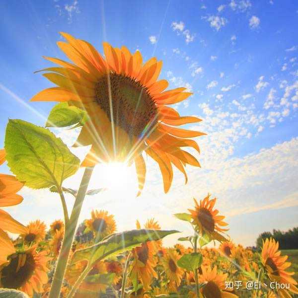 霍格尼德和魔王游戏_霍格尼德与巨狼谁厉害_尼德霍格