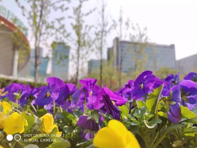 游戏手机目前首选-专为游戏而生的手机,移动战场上的超级英雄(图3) 游戏手机目前首选_首选手机目前游戏排行_现阶段游戏手机