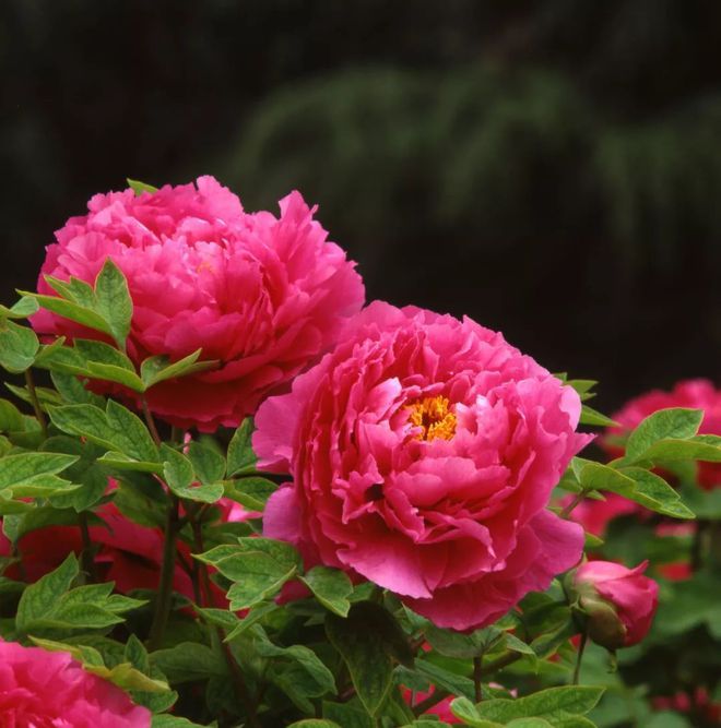 伊洛牛牛怎么可以赢钱-掌握这些窍门,让你在伊洛牛牛上轻松赢钱(图2) 伊洛牛牛怎么可以赢钱_牛牛赢钱公式原理_牛牛赢钱软件图片