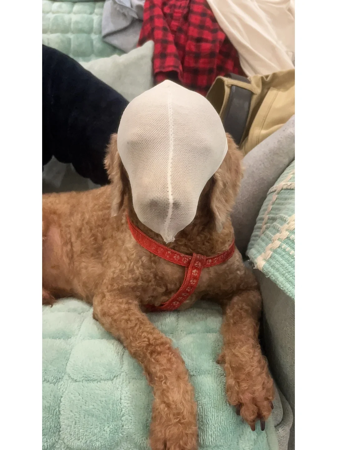 威尔哈尼手机游戏-威尔哈尼:手机游戏中的小宇宙,无尽冒险等你来(图2) 威尔哈尼手机游戏_哈尼哈尼游戏迪恩攻略_哈尼哈尼游戏裸体bug