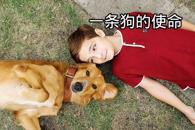 一条狗的使命在线观看完整版免费_电视连续剧使命1手机在线观看_在线观看使命1全集