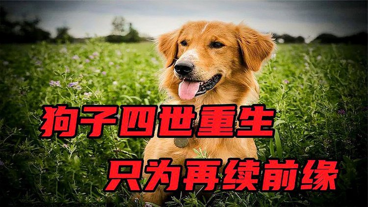 电视连续剧使命1手机在线观看_在线观看使命1全集_一条狗的使命在线观看完整版免费