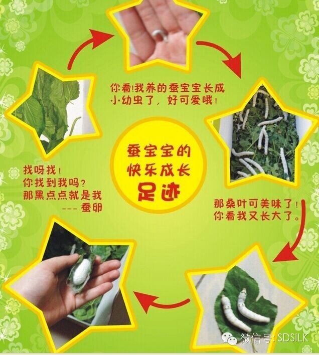 小小养蚕师游戏攻略_小小养蚕师游戏_小小蚕丝手机游戏