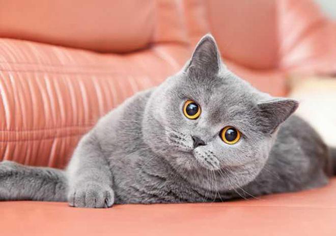 小时代初尝性感装扮的小女生_性感小猫咪_霸道总裁的小猫咪
