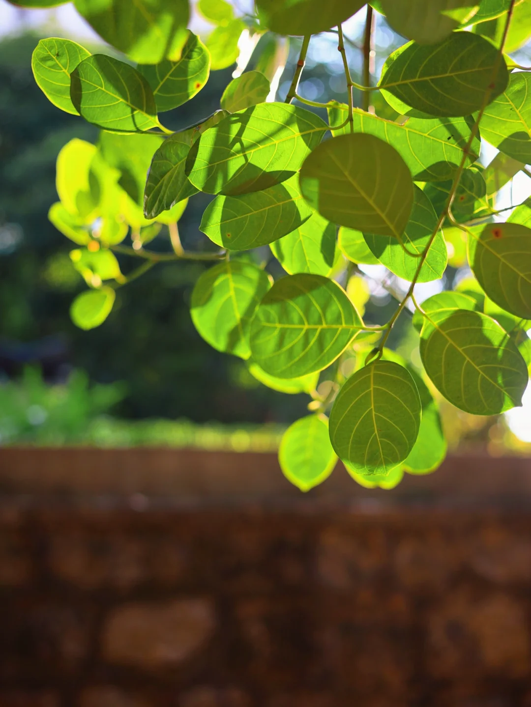 御影_御影玲王_季璃的柔皇御影