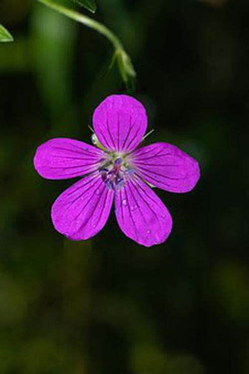 输赢游戏规则_输赢手机小游戏_输赢的小游戏