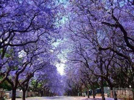 环彩羽:一个触动心弦的名字,带你领略情感与色彩的世界(图2) 环彩羽_环彩羽_环彩羽