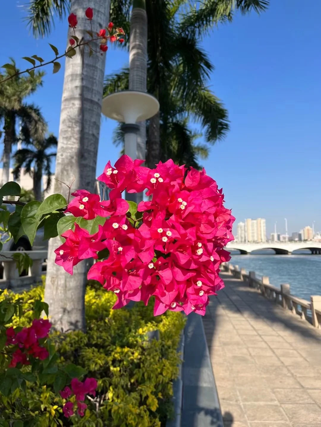 夭夭:过早凋零的美丽,触动内心最柔软的角落(图1) 夭夭_桃之妖妖的夭夭_仙界传说之桃夭夭txt