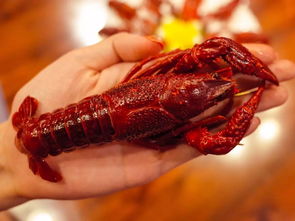 无网络的单机游戏手机版-无网络单机游戏手机版:纪念碑谷、我的世界、地狱边境等,让你随时随地畅玩(图4) 单机版网络无手机游戏能玩吗_单机无网络游戏手机有哪些_无网络的单机游戏手机版