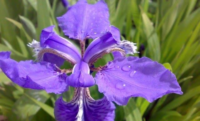 剧场版是什么意思啊_那朵花剧场版_剧场原版