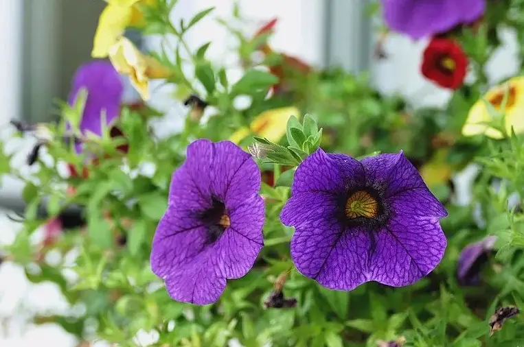 剧场版是什么意思啊_那朵花剧场版_剧场原版