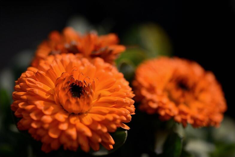 三月别称和雅称_三月别名_三月的别称及美名