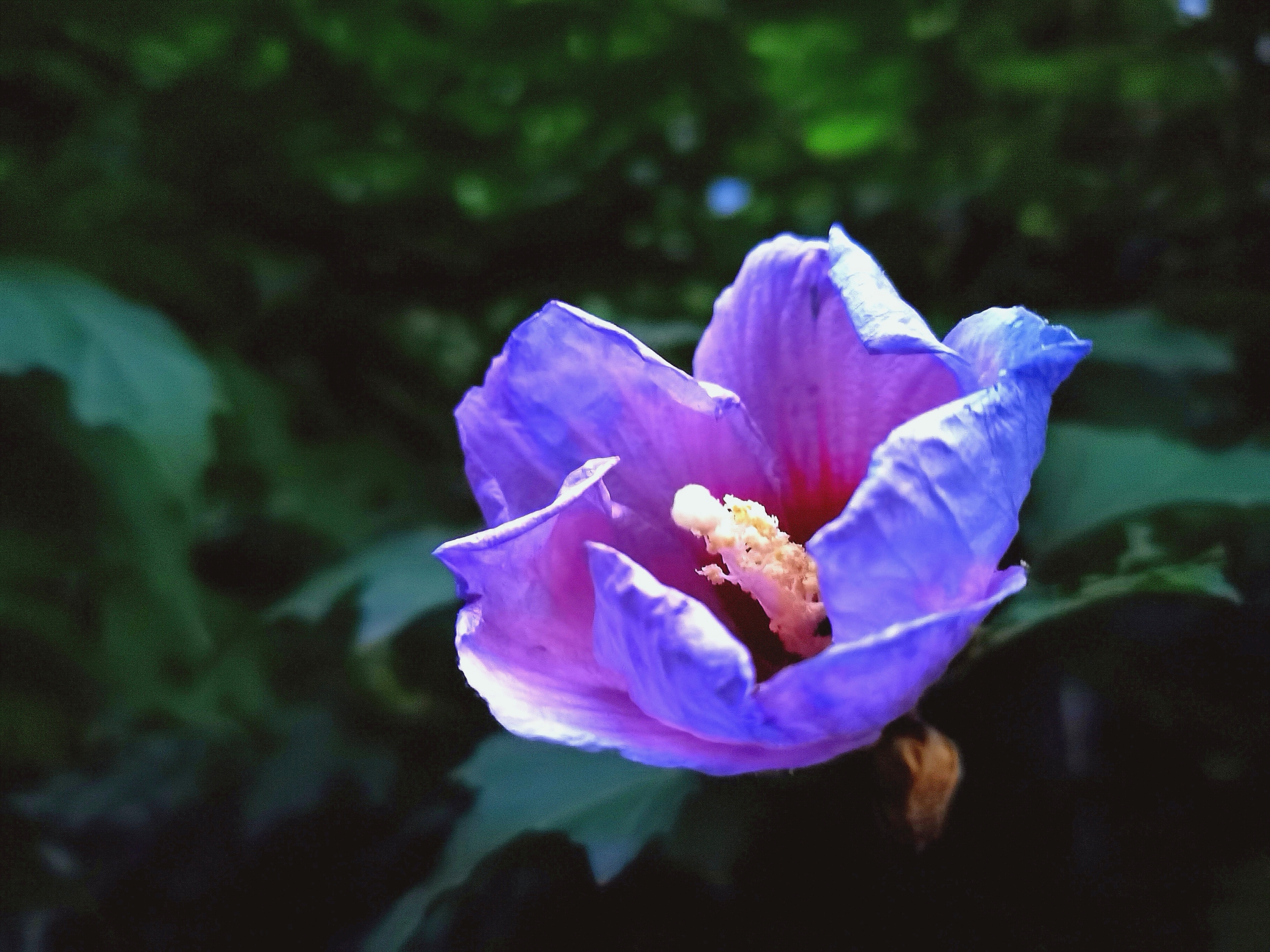 枯萎的花什么意思_枯萎世界与终结之花_永不枯萎的世界与终之花