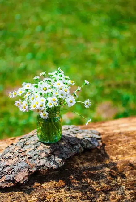 秋风萧瑟中翻开秘封活动记录,探寻被遗忘的真相与时光(图2) 秘封活动记录_秘封活动记录在线观看_秘封活动记录全集