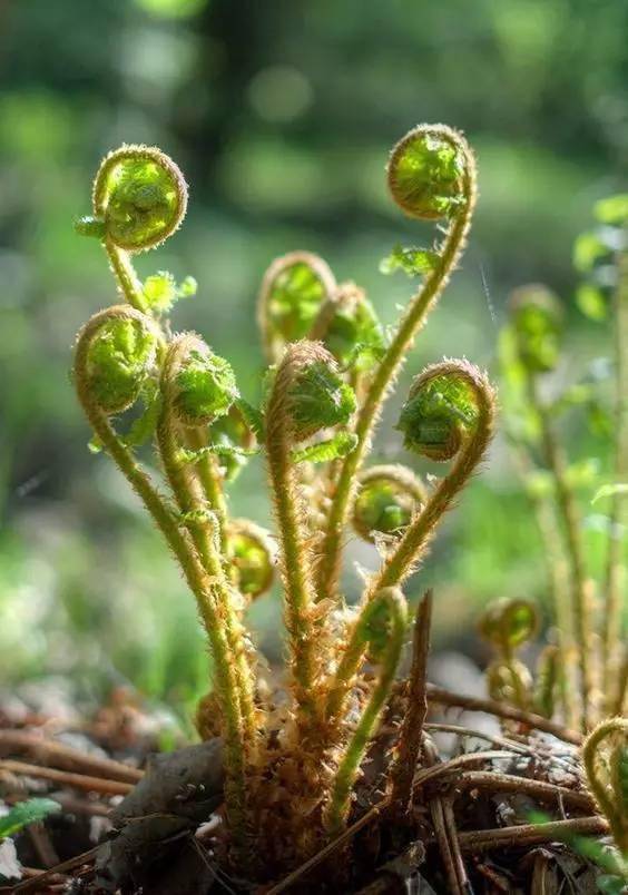 秋风萧瑟中翻开秘封活动记录,探寻被遗忘的真相与时光(图3) 秘封活动记录在线观看_秘封活动记录全集_秘封活动记录