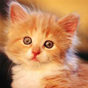 头像猫咪可爱大全图片卡通_猫咪图片大全可爱头像_头像猫咪可爱大全图片真人