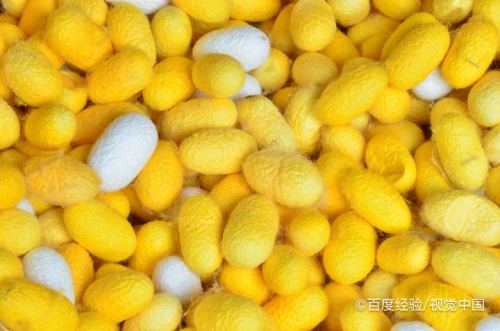 养蚕茧手机游戏_茧石云视频手机版下载_养蚕茧是否赚钱