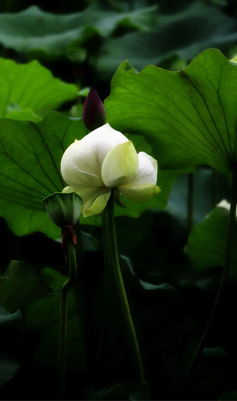 滋贺:如诗如画的地方,让人心醉的宁静与恬淡(图1) 滋贺_滋贺大学相当于国内什么大学_滋贺县