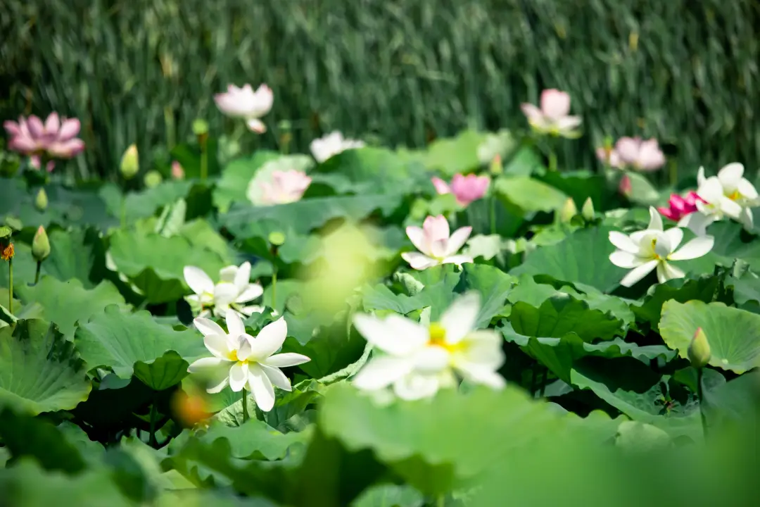 滋贺:如诗如画的地方,让人心醉的宁静与恬淡(图2) 滋贺_滋贺大学相当于国内什么大学_滋贺县