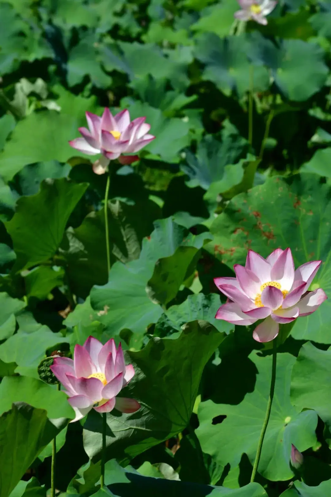 滋贺:如诗如画的地方,让人心醉的宁静与恬淡(图3) 滋贺大学相当于国内什么大学_滋贺_滋贺县